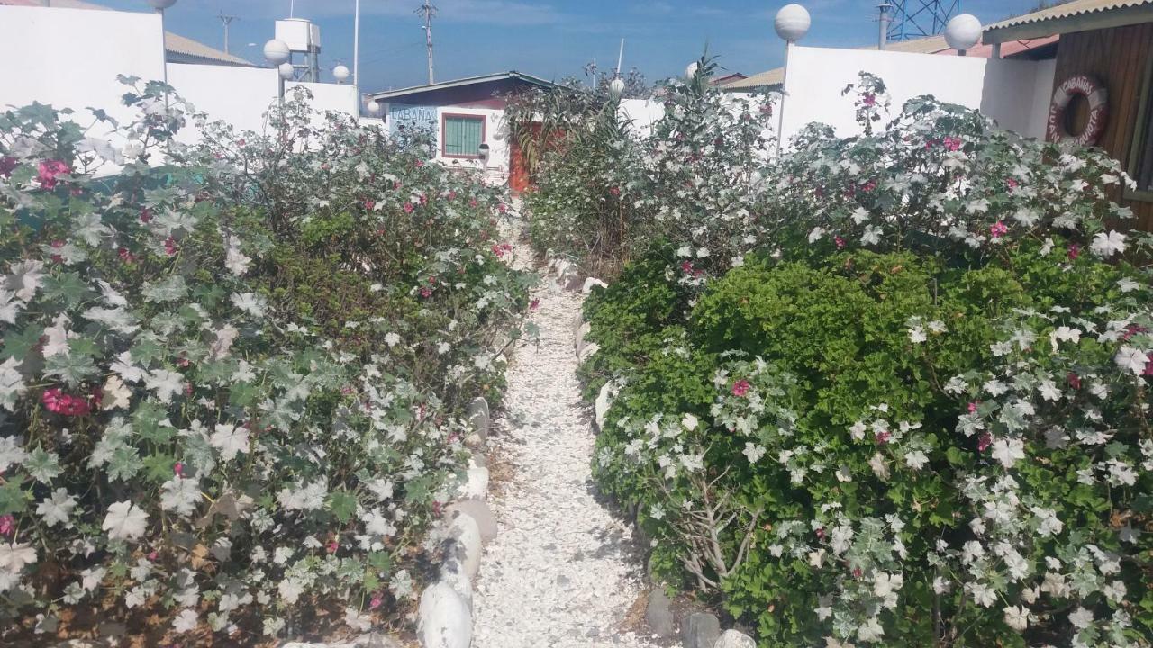 Cabanas Juan Gaviota Punta de Choros Εξωτερικό φωτογραφία