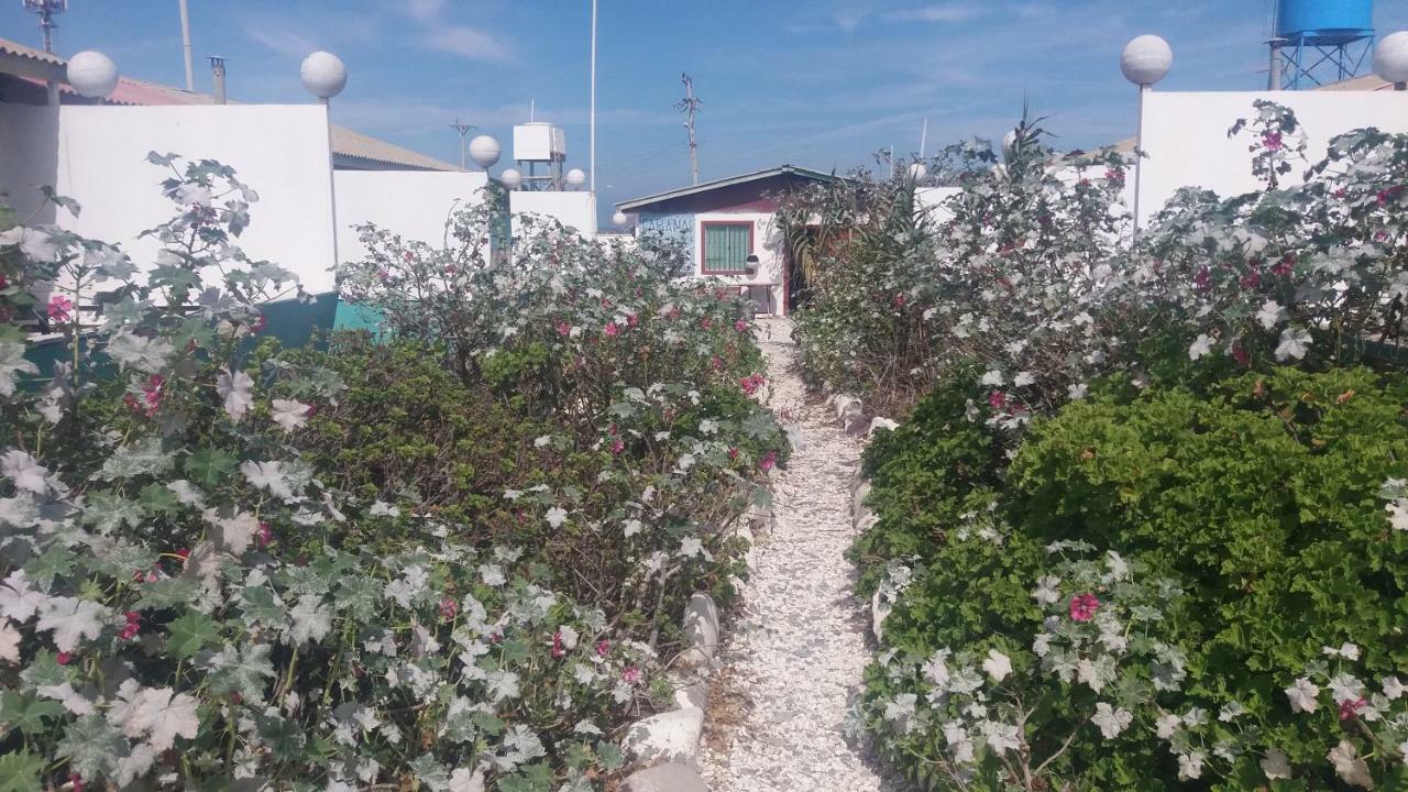 Cabanas Juan Gaviota Punta de Choros Εξωτερικό φωτογραφία